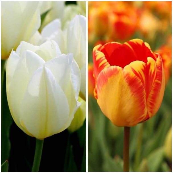 15 geeltinten en 15 witte tulpen | 30  Nadine s Happiness bloembollen