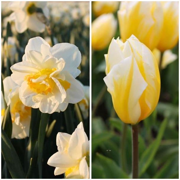 Flowerbulbs Amsterdam - Jacques Darlings - 25 bloembollen - Maat 12+ 