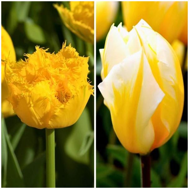 30 Tulpenbollen set | Set van Crystal Star en Sweetheart tulp | Gele Tulpenbollen Pakket
