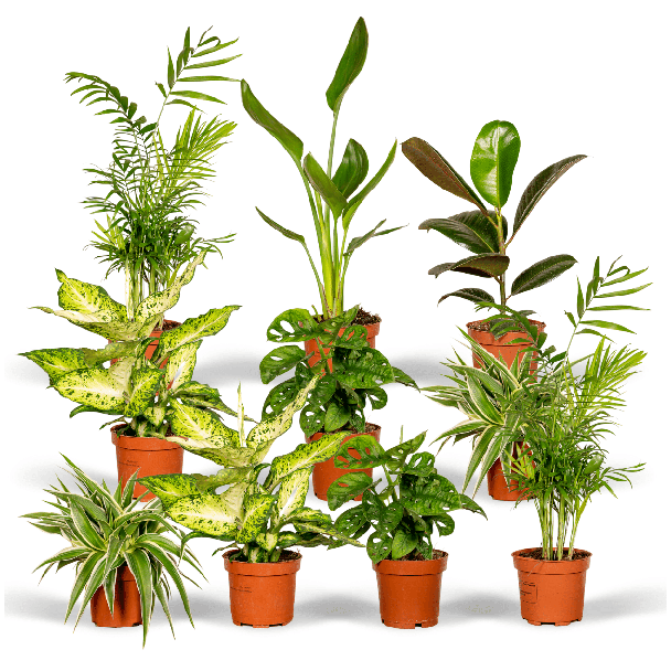 Verrassingsbox met 10 Kamerplanten – Een Groen Cadeau Vol Verassingen
