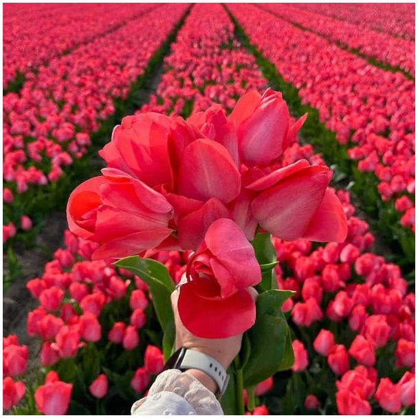 15 Bloembollen voor Van Eijk tulpen | prachtige rood-roze tulpen, 45 cm hoog | Elegante tulpen