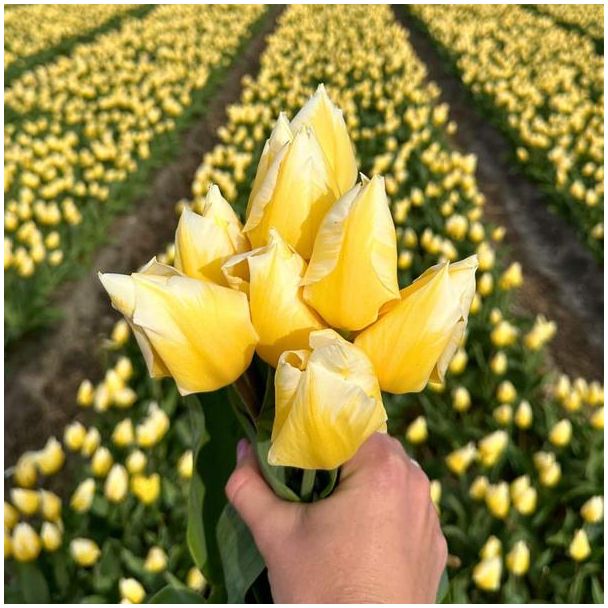 Geel-witte bloembol x 15 | Tulpenbollen voor tulp Sweetheart | Maximale hoogte 40 cm hoog