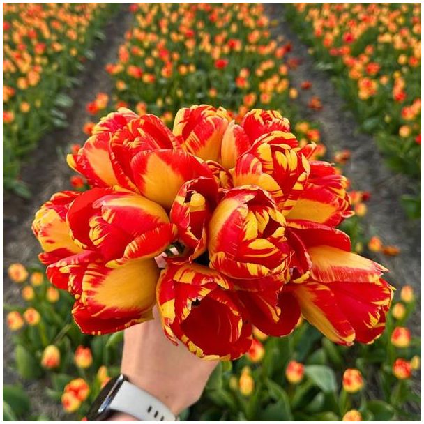 Bloembollen tulp voor Gele rode Tulpen | 15 bloembollen voor Banja Luka tulp