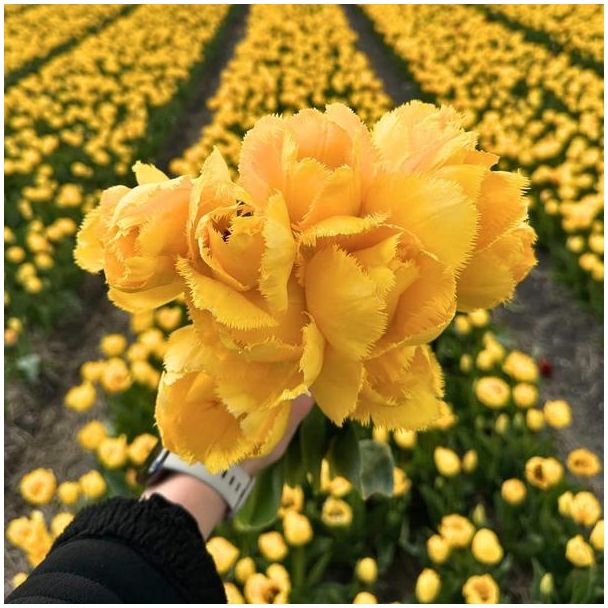 15 Bloembollen voor opvallende gele tulp Crystal Star | 15 tulpenbollen Maat 12+