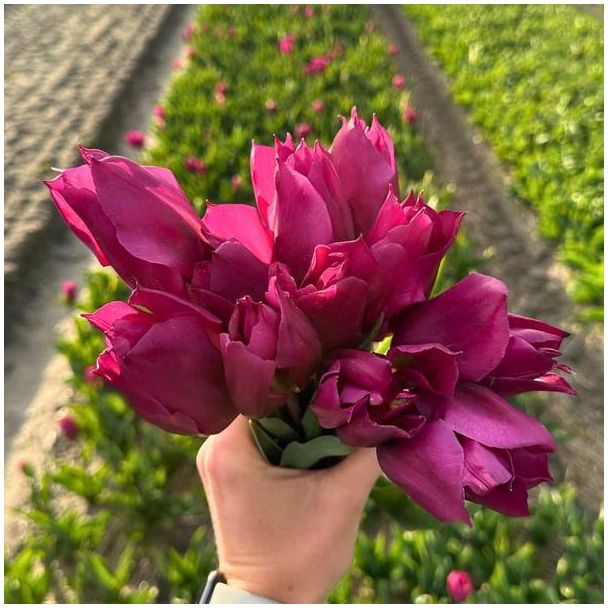 Set van 15 bollen voor Gomera tulp - 15 Tulpenbollen voor paarse tulpen