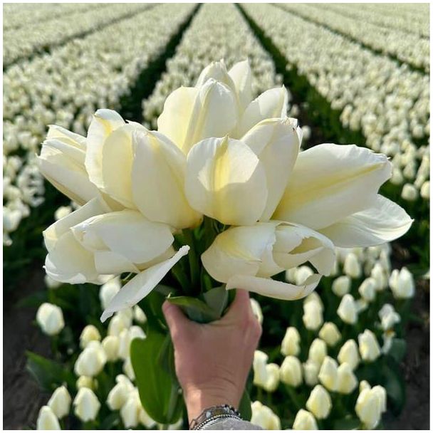 15x Bloembol Tulp - 15 Witte tulpen met hoogte van 40 cm - 15 tulpenbollen