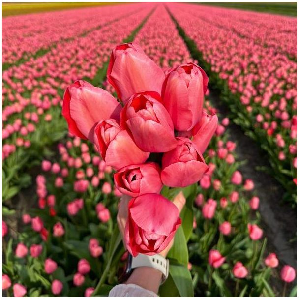 15x Bloembol Tulp zachtroze - Roze bloemen als tulpenbollen in duurzame verpakking - Bloeit april t/m mei