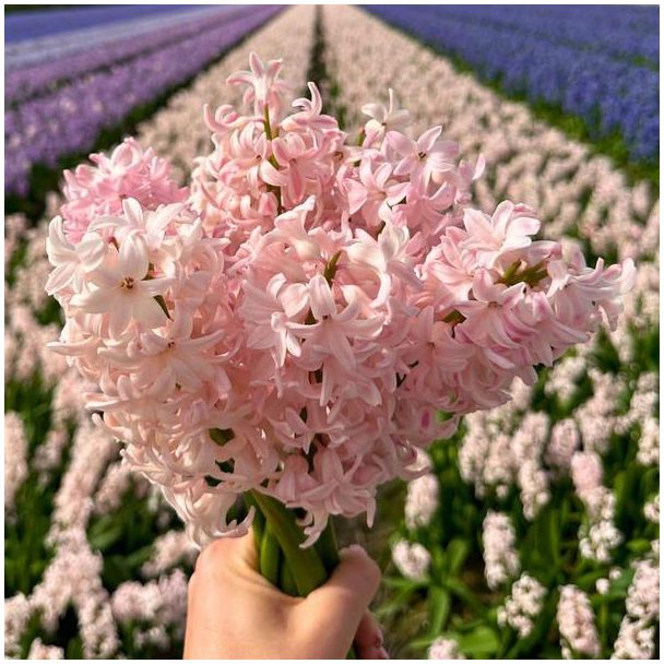 China pink bloembollen - 10 bollen in duurzame verpakking - Roze bloem Hyacint Bloembol