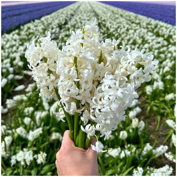 10 bloembollen voor witte hyacint - Bloembol hyacint geurig - Duurzaam verpakte bloembollen