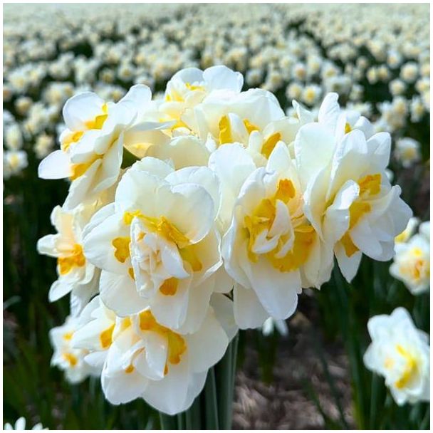 10 Maal bloembollen van de Salou Narcis | Wit gele Narcis | Maximale hoogte van 40 cm