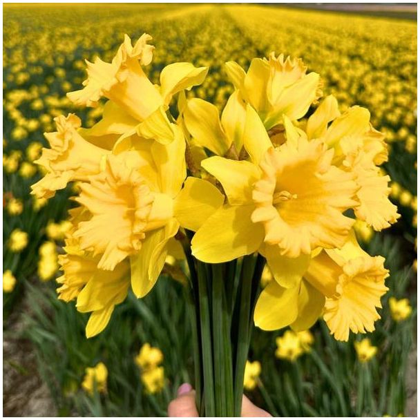 Gele Narcis bloembol x10 - Duurzaam verpakt - Eenvoudige Narcis