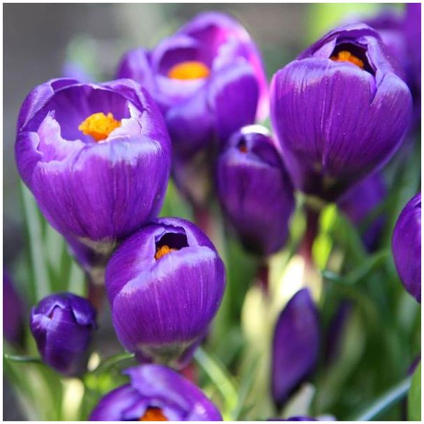 20 Bloembollen van de Paarse bloem Krokus 'Flower Record' - Bloei in februari t/m maart