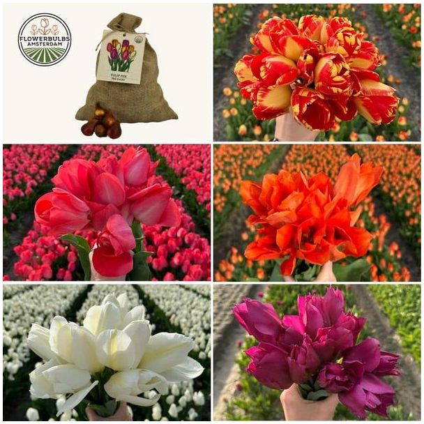Flowerbulbs Amsterdam - Super Tulip Mix - Duurzame voordeelzak  100 bloembollen voor 2 5 m2 bloemenpracht - Maat 12+ 