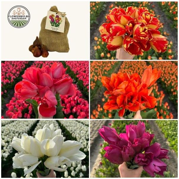 50 bloembollen - Tulpenbollen - 1 m² kleurrijke bloemenpracht - Maat 12+