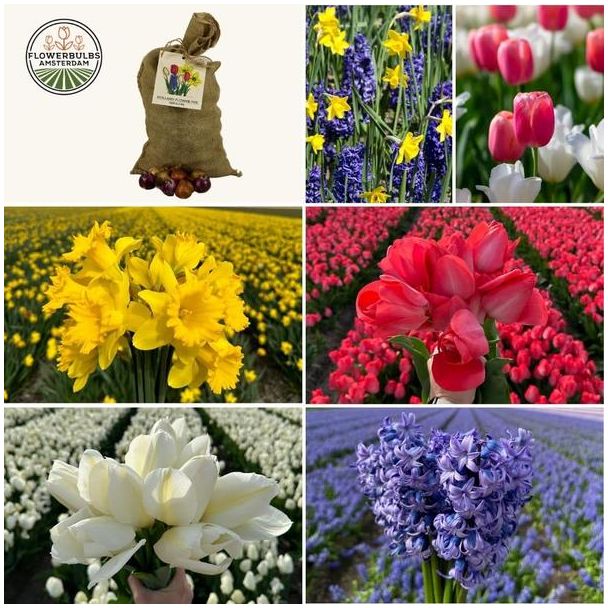 100  bloembollen van tulpen, narcissen en hyacinten - zorgvuldig geselecteerd voor 2,5 m² bloemenpracht