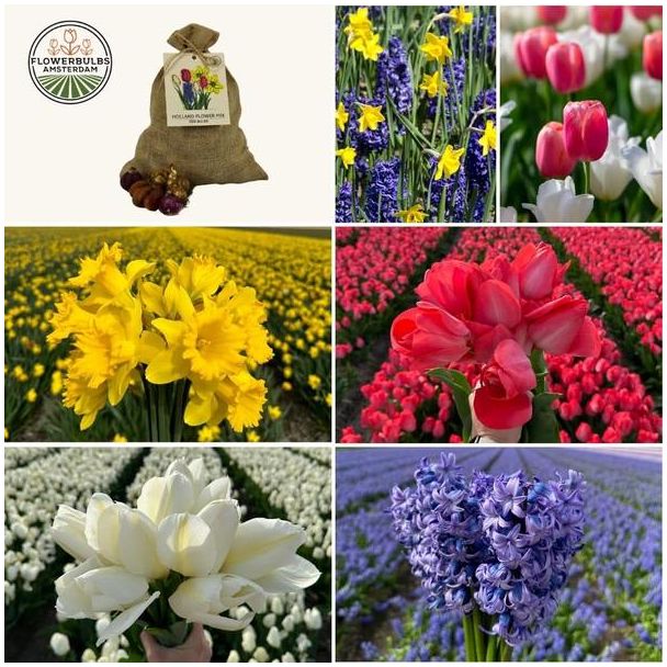 50  bloembollen van tulpen, narcissen en hyacinten - zorgvuldig geselecteerd voor 2,5 m² bloemenpracht