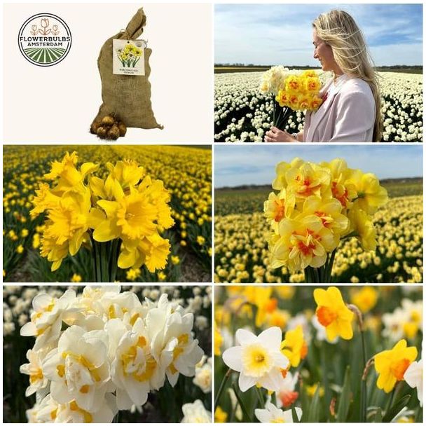 100 Narcissusbollen - bloembollen voor 2,5 m² met meer soorten Narcissus - Maat 12/14