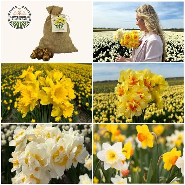50 Narcissusbollen - bloembollen voor 2,5 m² Narcissus bloemenpracht - Maat 12/14