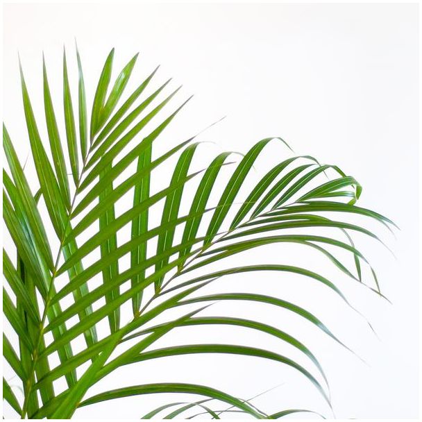 Areca Palm (Dypsis) met Viber wit - 100cm - Ø21