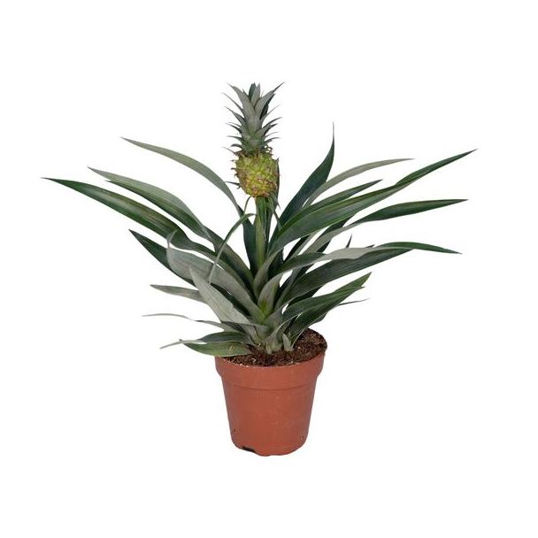 Ananasplant voor binnen - Bromelia ananas ca. 30 cm hoog - Ø12cm