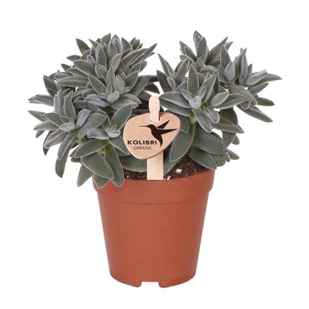 Groene Plant, Succulent Tarantula, Vetplant, Kleur Groen/Grijs, Weinig Onderhoud,  Ø9cm