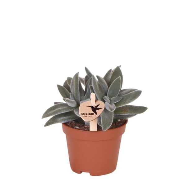 Groene Plant, Succulent Tarantula, Vetplant, Kleur Groen/Grijs, Weinig Onderhoud,  Ø6cm