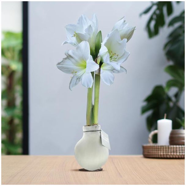 No Water Flowers® (wax amaryllis) | Waxz® Colours - White + White flower