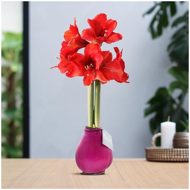 No Water Flowers® (wax amaryllis) | Waxz® Colours - Pink + Red flower