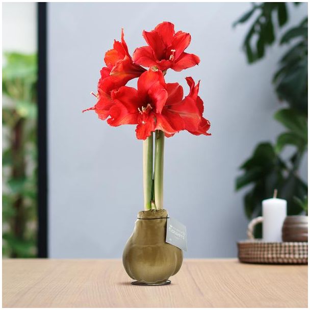 No Water Flowers® (wax amaryllis) | Waxz® Metallic - Gold + Red flower