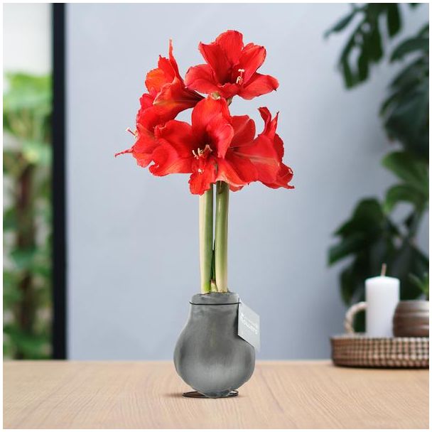 No Water Flowers® (wax amaryllis) | Waxz® Metallic - Silver + Red flower