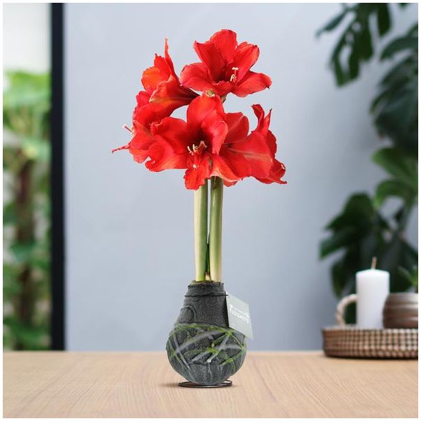 No Water Flowers® (wax amaryllis) | Waxz® Art Picasso - Black + Red flower