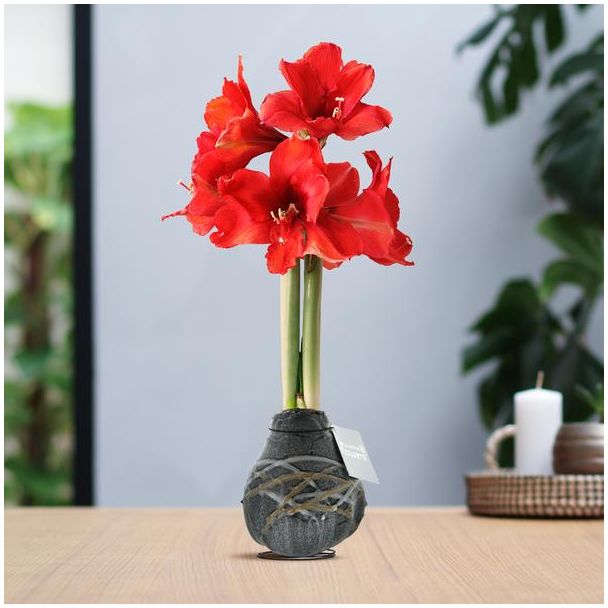 No Water Flowers® (wax amaryllis) | Waxz® Art Rembrandt - Black + Red flower