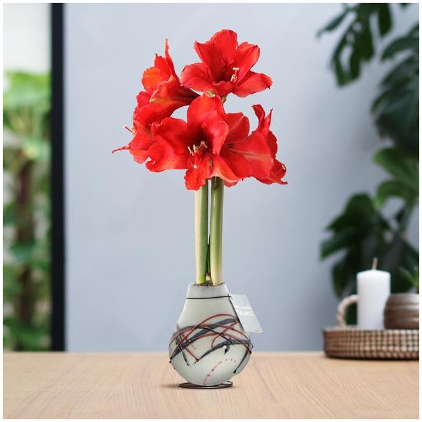No Water Flowers® (wax amaryllis) | Waxz® Art van Gogh - White + Red flower