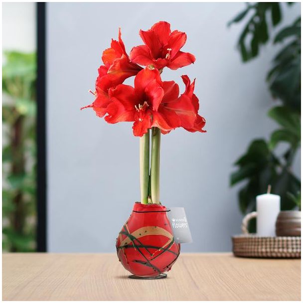 No Water Flowers® (wax amaryllis) | Waxz® Art Munch - Red + Red flower