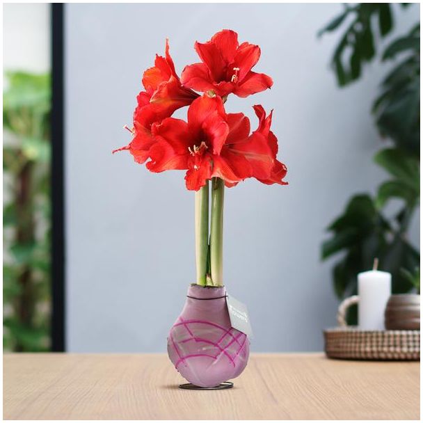 No Water Flowers® (wax amaryllis) | Waxz® Art Monet - Pastel Pink + Red flower