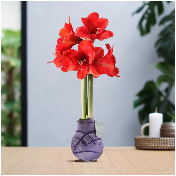 No Water Flowers® (wax amaryllis) | Waxz® Art Monet - Pastel Purple + Red flower