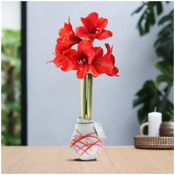 No Water Flowers® (wax amaryllis) | Waxz® Art Karel Appel - Orange + Red flower