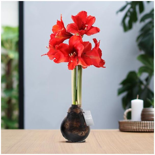 No Water Flowers® (wax amaryllis) | Waxz® Antiquez - Copper + Red flower