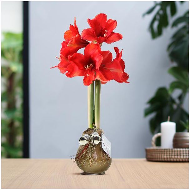 No Water Flowers® (wax amaryllis) | Waxz® Jingle Bellz - Gold + Red flower
