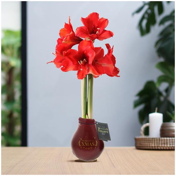 No Water Flowers® (wax amaryllis) | Waxz® Printz  Wonderful XMAS  - Bordeaux + Red flower