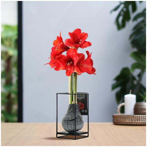 No Water Flowers® (wax amaryllis) | Formz Industrial - Black + Red flower