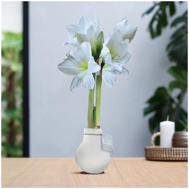 No Water Flowers® (wax amaryllis) | Velvet Touchz® - White + White flower