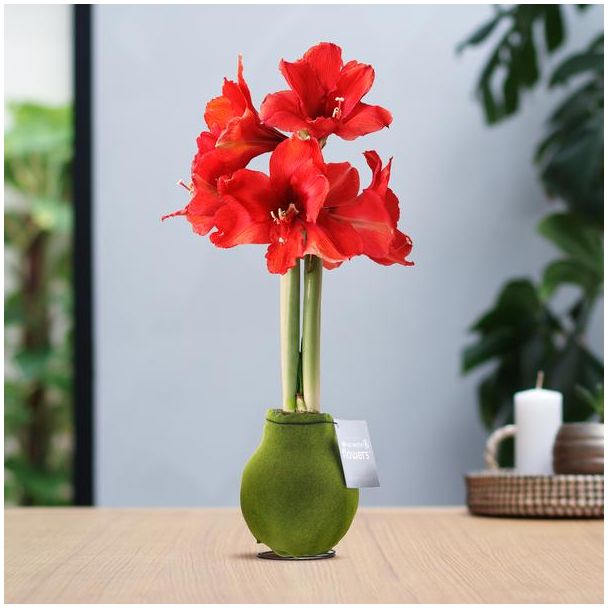 No Water Flowers® (wax amaryllis) | Velvet Touchz® - Moss Green + Red flower