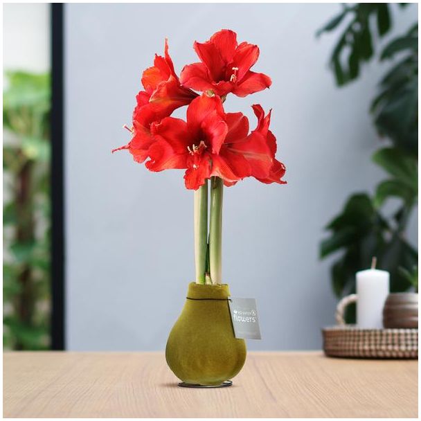 No Water Flowers® (wax amaryllis) | Velvet Touchz® - Gold + Red flower