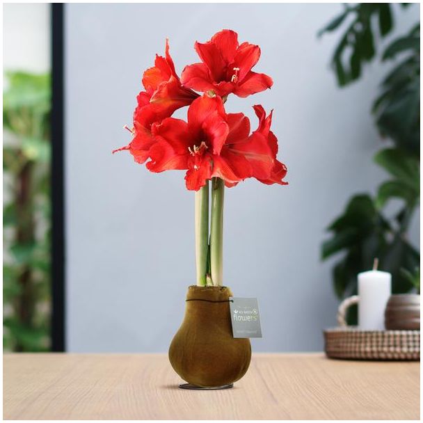 No Water Flowers® (wax amaryllis) | Velvet Touchz® - Copper + Red flower
