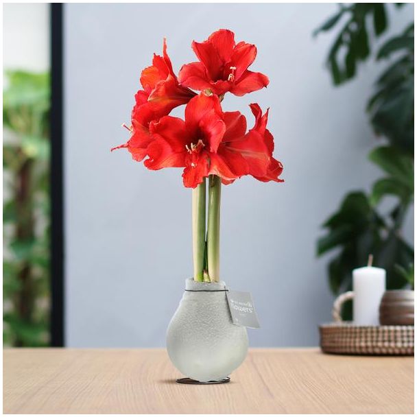 No Water Flowers® (wax amaryllis) | Waxz® Snow - White + Red flower