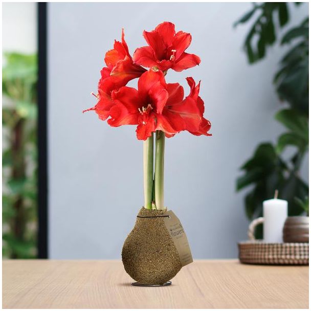 No Water Flowers® (wax amaryllis) | Naturalz Corkz - Beige + Red flower