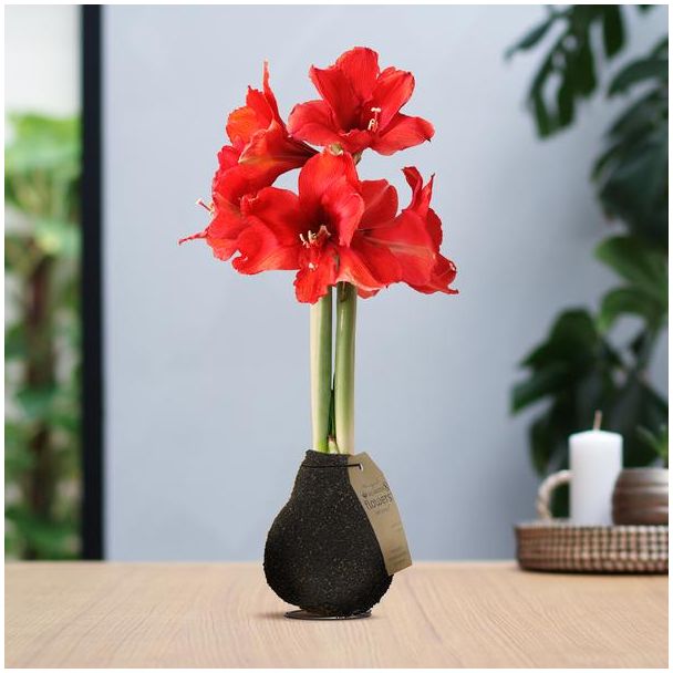 No Water Flowers® (wax amaryllis) | Naturalz Corkz - Dark Brown + Red flower