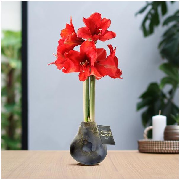 No Water Flowers® (wax amaryllis) | Univerz Jupiter - Black + Red flower