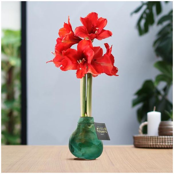 No Water Flowers® (wax amaryllis) | Univerz Saturnus - Green + Red flower